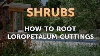 How to Root Loropetalum Cuttings