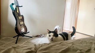 寝てる飼い主を圧で起こして要求を通す猫
