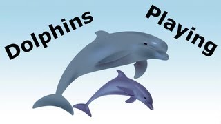 Dolphins Swimming and Playing - Pirate Lifestyle TV ™ Special