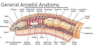 Phylum Annelida Part 1