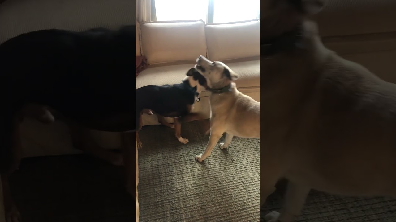 Enlarge Finn, a Adoptable mixed breed in Boulder, CO video 2/6