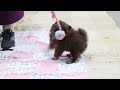 Pomeranian dogs for sale: Whitney - Video 1