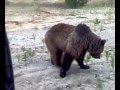 Лесного медведя кормят из козла! Мих иди сюда...!!! 