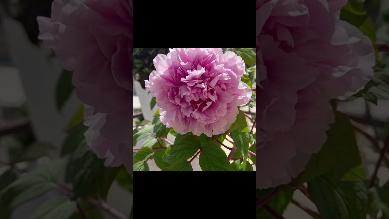 Video  thumbnail