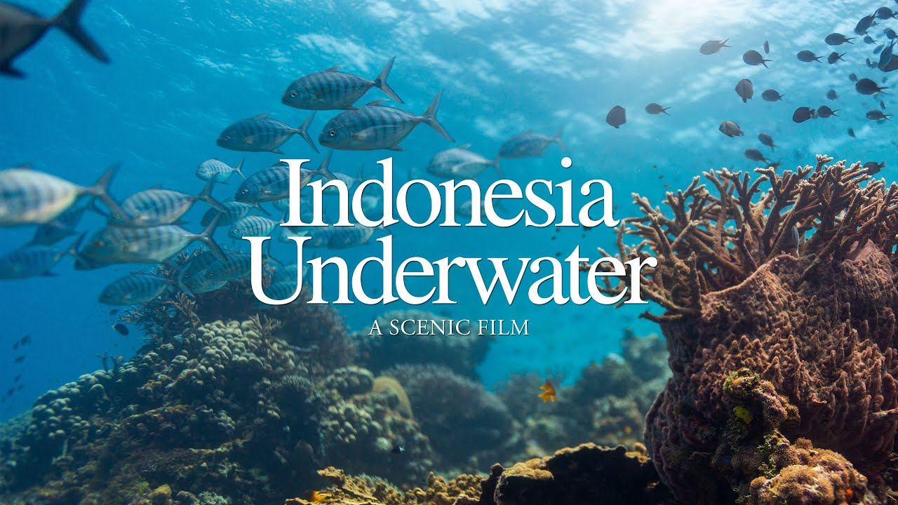Indonesia's Hidden Paradise | Underwater Wakatobi 4K