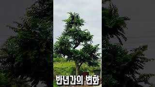 팽나무 맹아력이 이정도라고? 5월달에 잘랐던 가지에서 원상복귀되는 과정 타임랩스