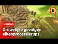 Aanpak eikenprocessierups klinkt als horrorverhaal | Omroep Brabant