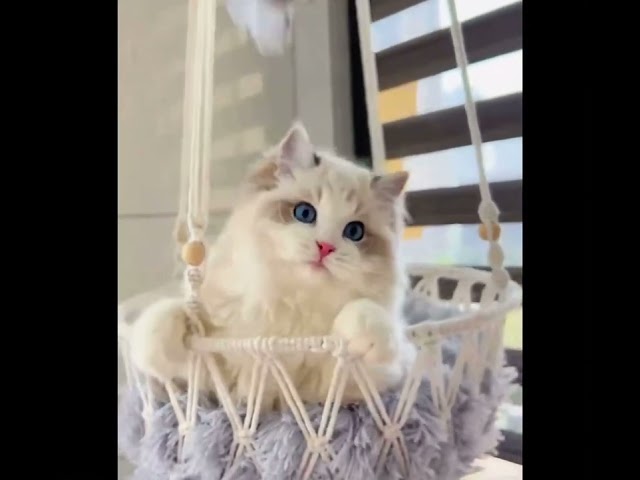 سلة تشميس القطط والحيوانات الاليفة مكرمية منسوجة ي...