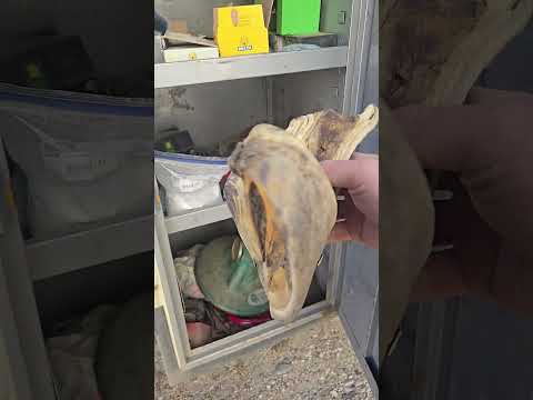 #horse #farrierlife #horsecare #trailer