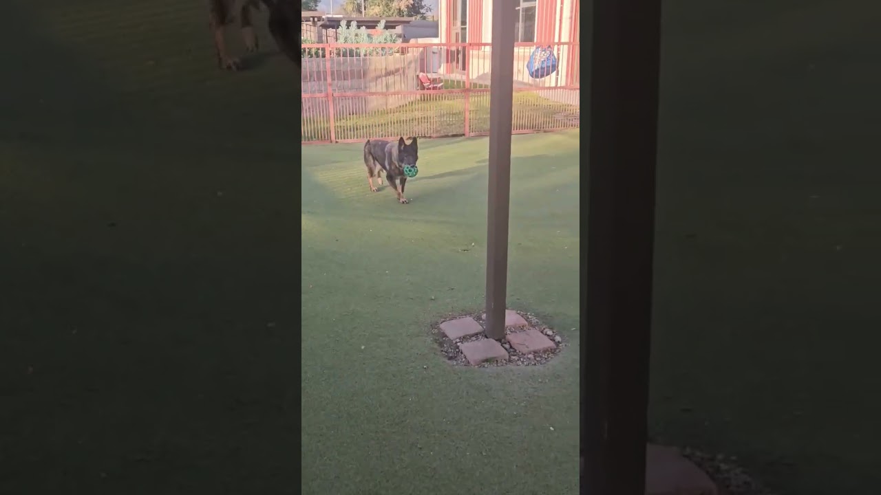Enlarge STARFIRE, a Adoptable mixed breed in Upland, CA video 6/6