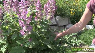 Muskatellersalbei - Salvia sclarea 