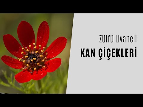 Zülfü Livaneli - Kan Çiçekleri