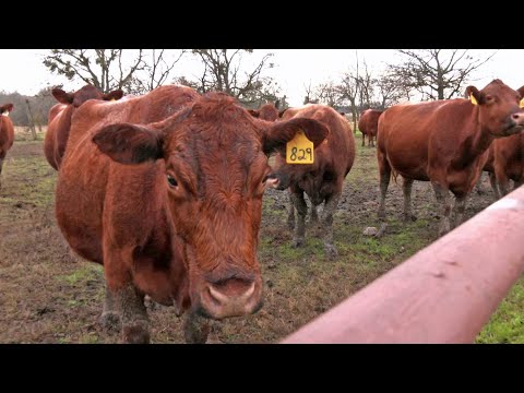 , title : 'The Red Heifer'