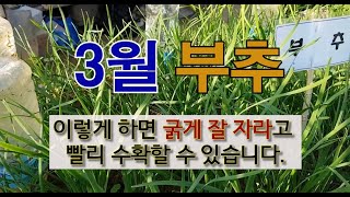 3월 부추 이렇게 하면 굵게 잘 자라고 빨리 수확할 수 있습니다. #주말농장 #부추 잘 가꾸기 #필레오 TV…