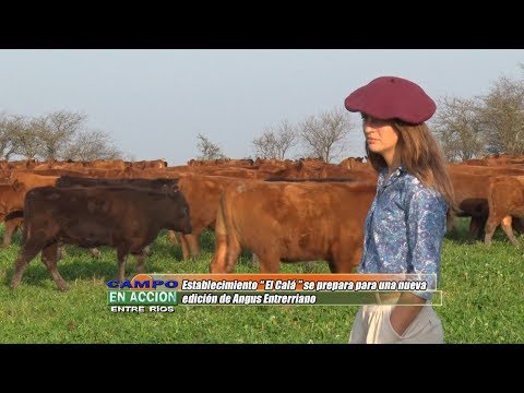 El Calá se prepara para una nueva edición de Angus Entrerriano - Maria Garat
