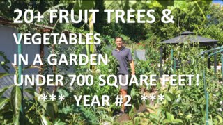 20+ FRUIT TREES &amp; VEGETABLES IN A GARDEN UNDER 700 SQUARE FEET! |  YEAR #2