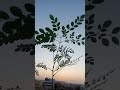 #shorts how does a plant dance with the wind in time-lapse #dance 🔥