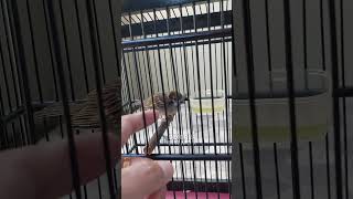 Download lagu suara anak burung gereja lapar mp3