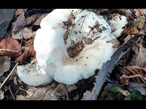 GLJIVE NAŠIH ŠUMA - Kravlje vime  (Lactarius vellereus)