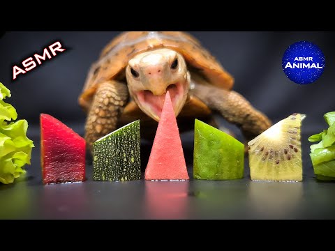 リクガメの野菜モグバン のサムネイル