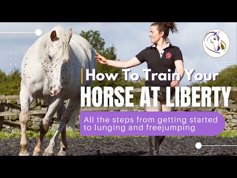 How to Train Your Horse at Liberty | All the steps from getting started to lunging and freejumping