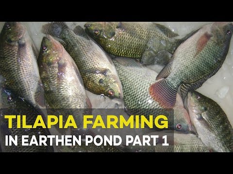 , title : 'Tilapia Farming: Pond Preparation and Management | Agribusiness Tilapia Farming Part 1'