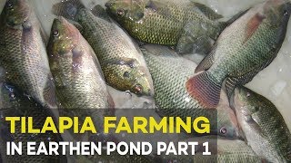Tilapia Farming: Pond Preparation and Management | Agribusiness Tilapia Farming Part 1