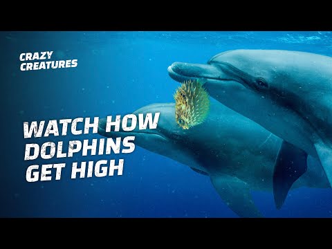 Dolphins Use Pufferfish To Get High?