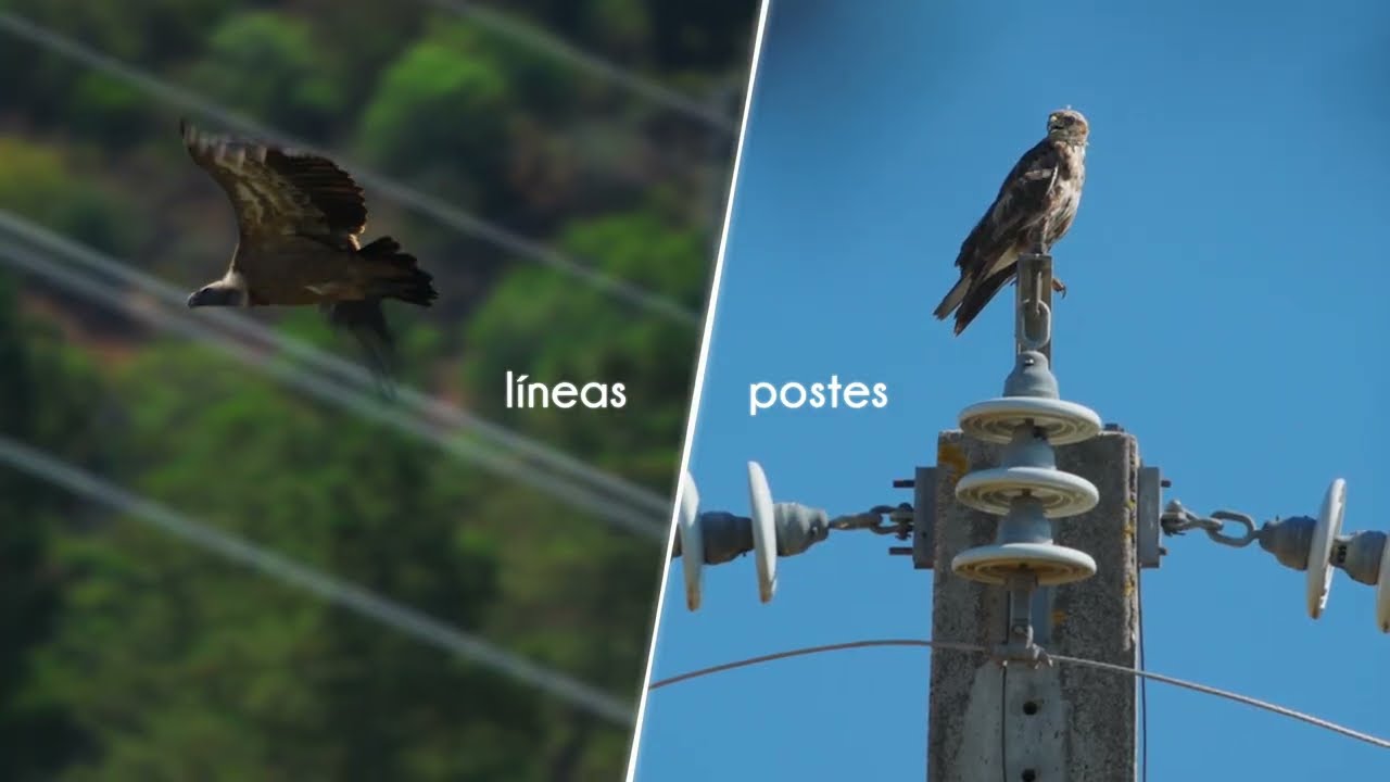 La amenaza de los tendidos eléctricos | LIFE Power Lines 4 Birds