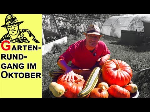 Gartenrundgang im Oktober: Kürbis, Knoblauch, Bienen und Hühner