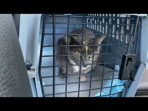 Phelps County Animal Rescue - We Adopted A Cat