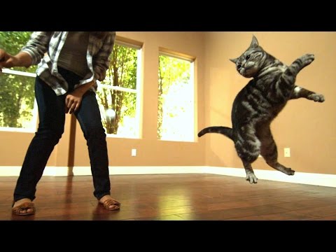 Awesome Cats In Slow Motion (1,500fps)