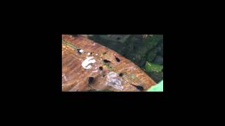 Wild Rainforest Tadpoles in Veragua Rainforest, Costa Rica