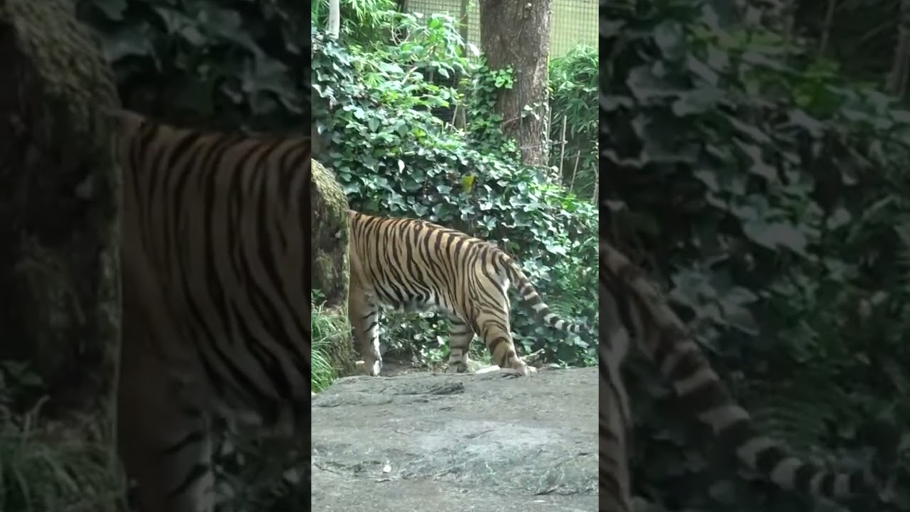 ジャングルに見立てた茂みの中に消えていく上野動物園のトラ