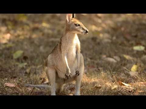 Wallaby in my yard Video