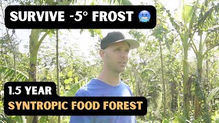1.5 year Syntropic Food Forest Survives Frost - Design Ideas + Lessons