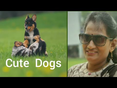 cute dogs /Pet Animals