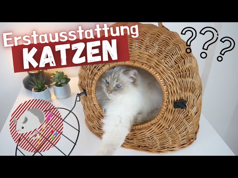 Basic kit for cats – you absolutely need this basic equipment! 😻