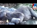 Wild Elephant Found Injured In Wayand Died Manorama News