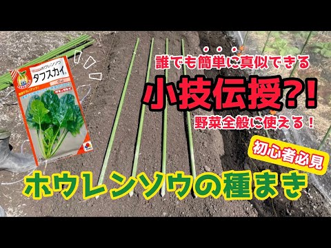 春に種や苗からほうれん草を播種するにはどうすればよいですか？何の品種ですか？  庭園