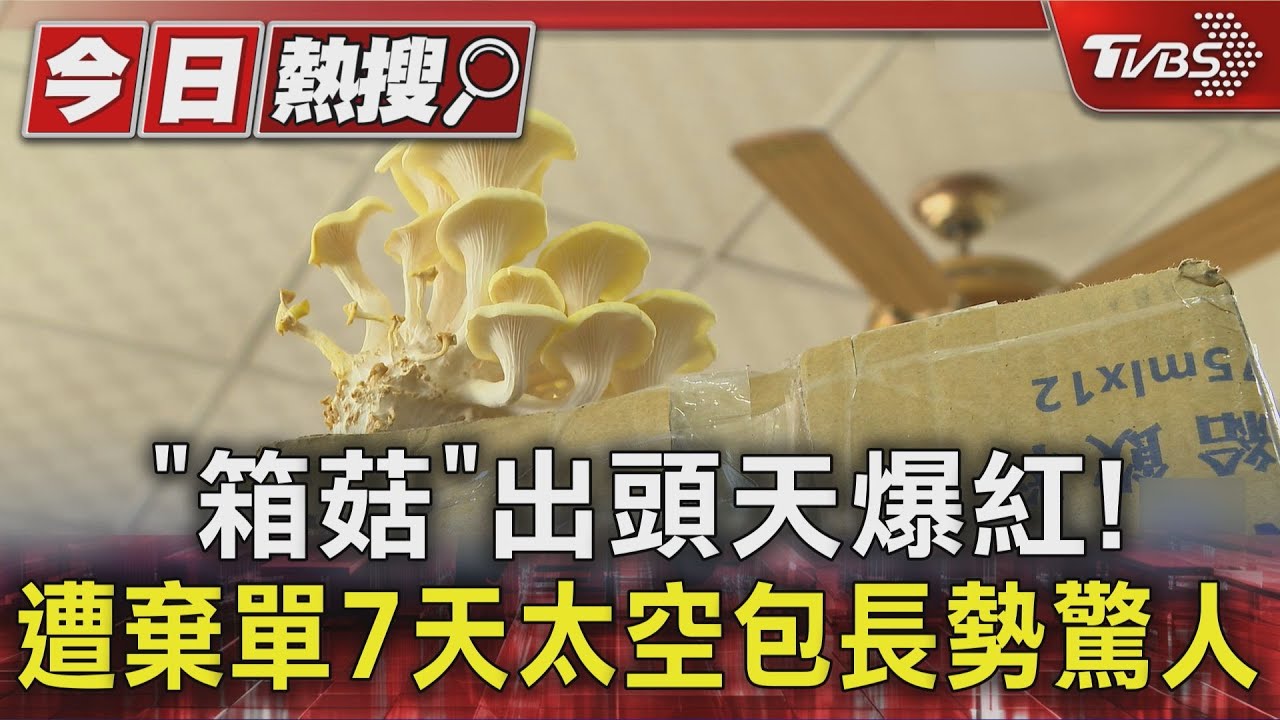 逾7天未取貨「珊瑚菇」太空包長到鑽破紙箱 網稱「箱菇」自找出路