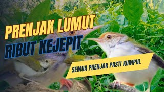 Download lagu Suara Pikat Burung PRENJAK LUMUT Kejepit Paling Ampuh. mp3