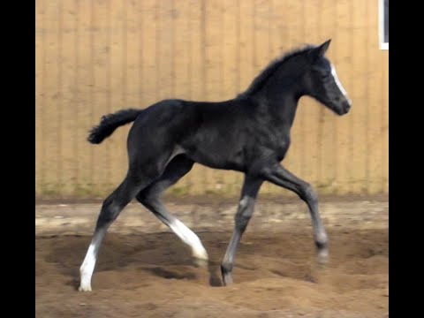 Stutfohlen geb. am 24.03.2022 v. Dancier Gold FRH - Viscount - Fabriano