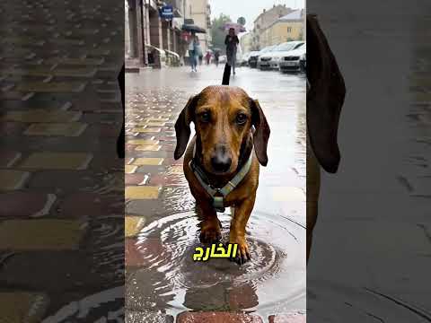 سونو يضيع بعد أن تركته المالكة وحده في الحديقة 🐶😢