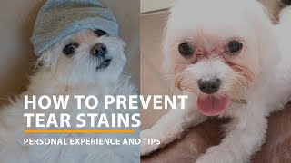 Tear Stain Solutions: How to Keep Your Maltese Dog