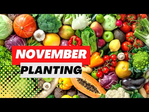 , title : 'What Vegetables To Plant In November'