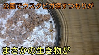 【昆虫採集】ウスタビガの幼虫を探してたら予想外の生き物が取れました！