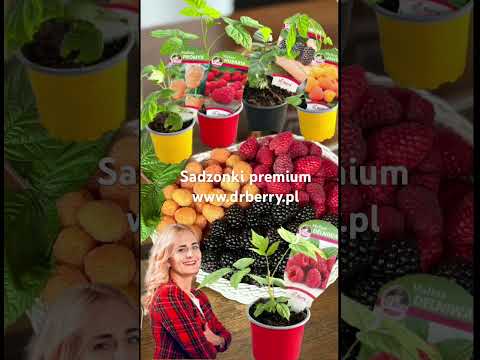 Najlepsze polskie odmiany malin i jeżyn autorstwa dr Agnieszki Orzel dostępne są w sklepie Dr.Berry