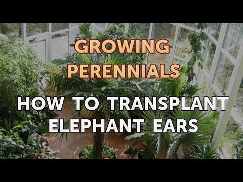 Can I Propagate a Peony From a Cutting