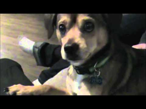 YouTube video about: Will my dog eat my bearded dragon?